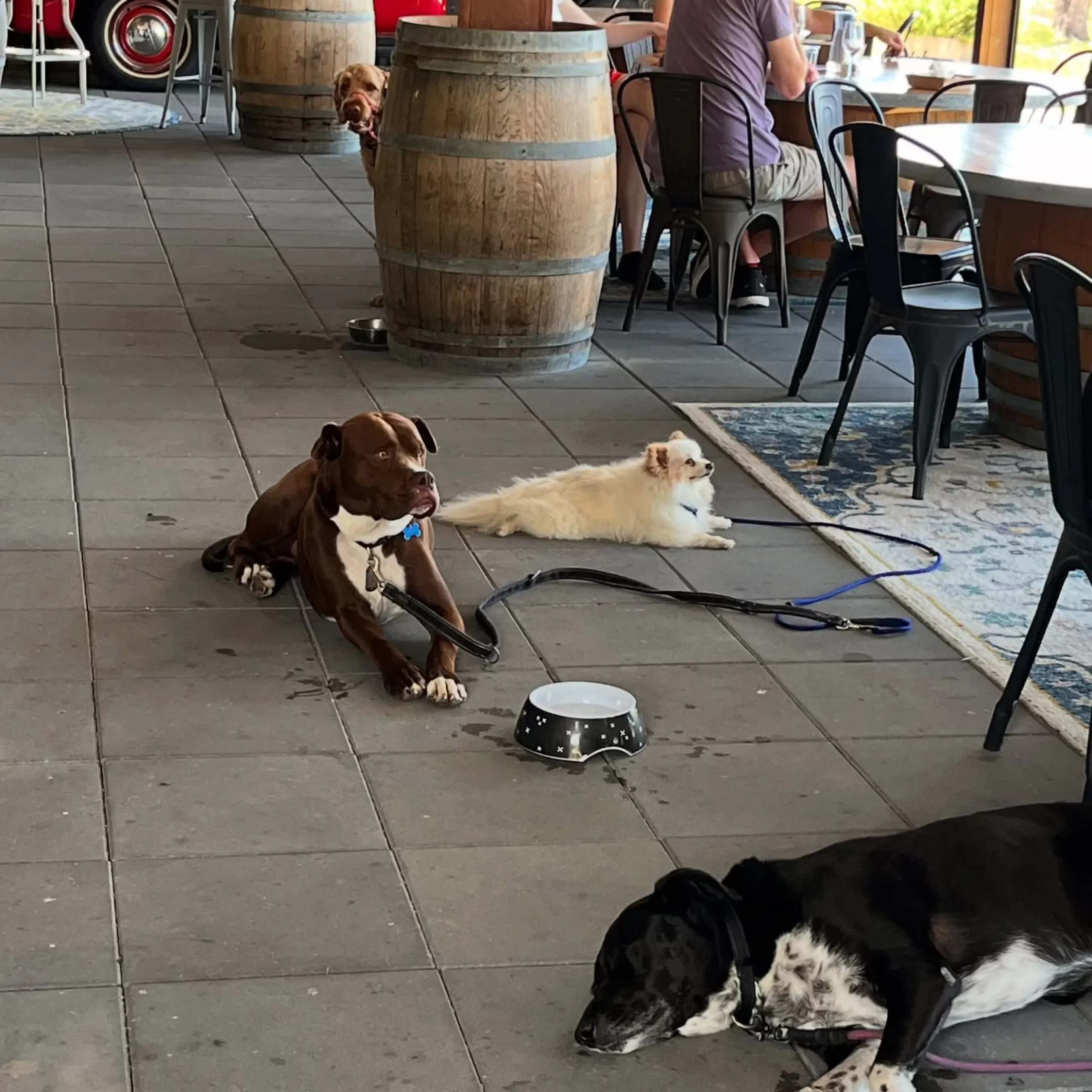 Pet friendly, Blue Mountains