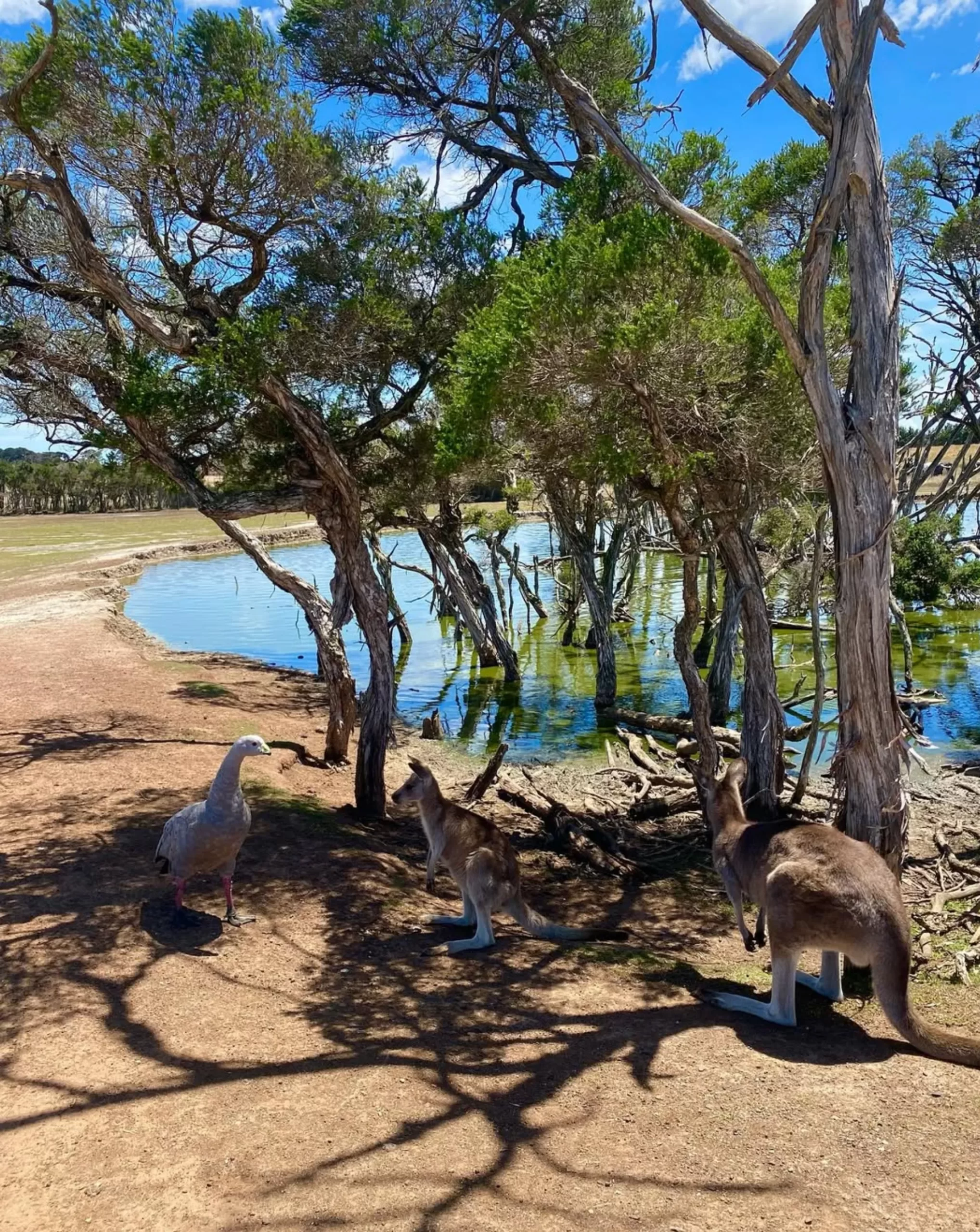 penguin tour Phillip Island