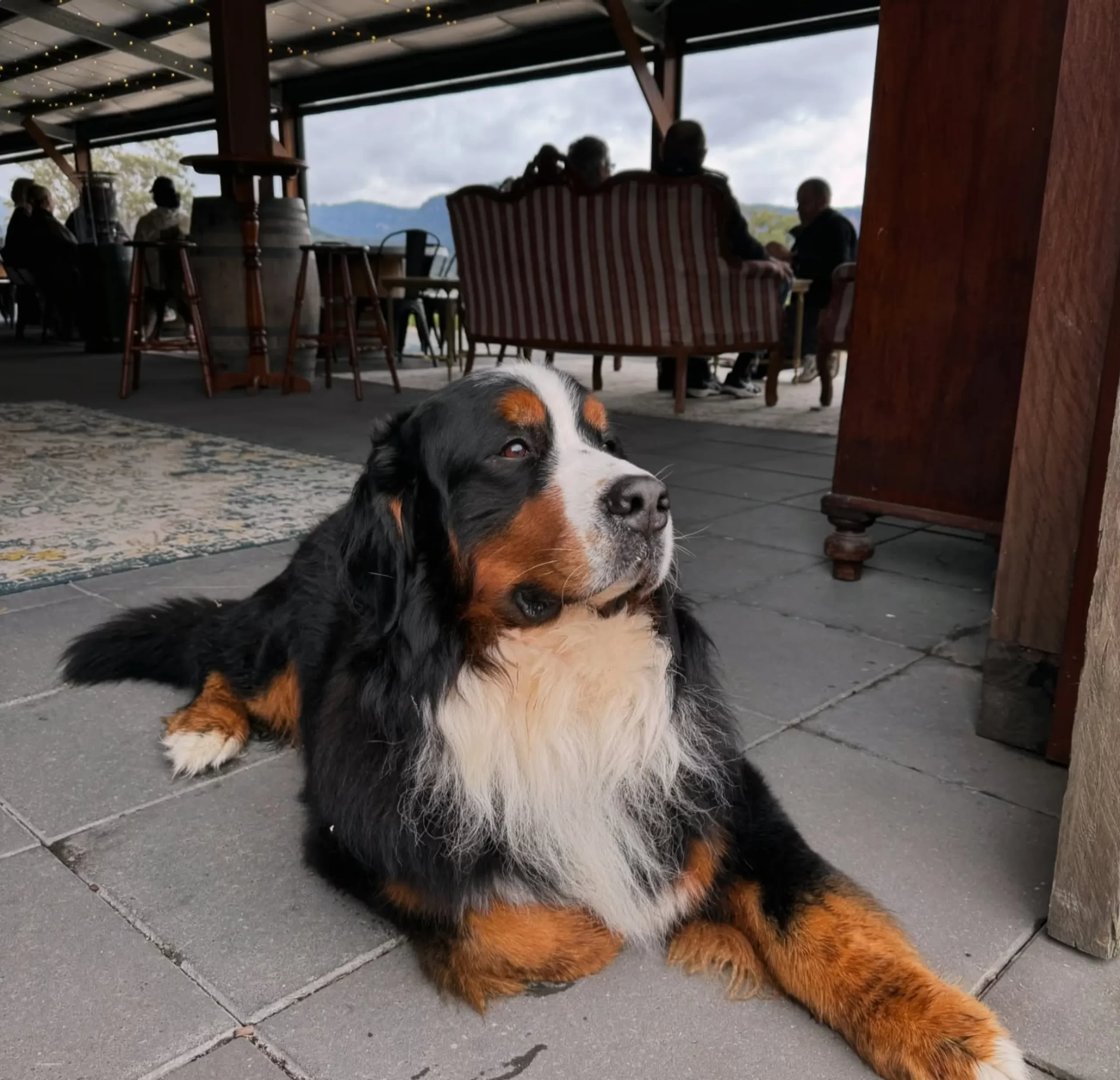 pet friendly options, Blue Mountains